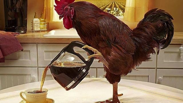 Сказ Орёл и Орлица_