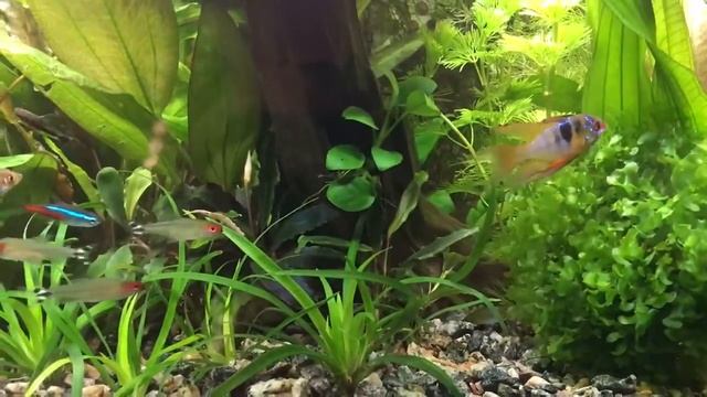 Мой аквариум. Травник 60 литров. смотреть онлайн