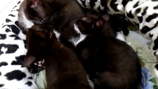 Котята черно-белые смотреть онлайн