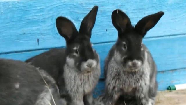 Крольчата большое светлое серебро смотреть онлайн