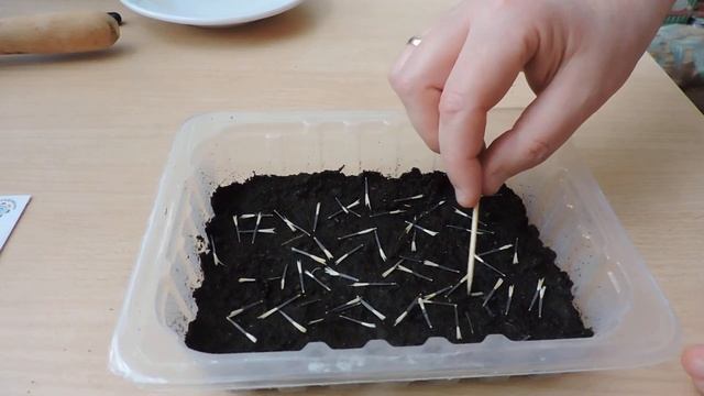 Бархатцы. Посев семян на рассаду. смотреть онлайн