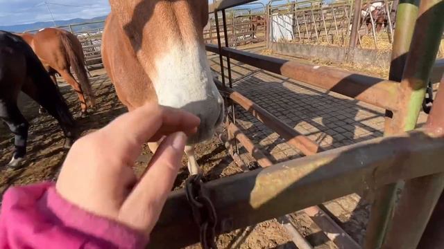 Horse AUCTION ride along ~ How I decide which ones to BUY ~ IT is HARD! смотреть онлайн