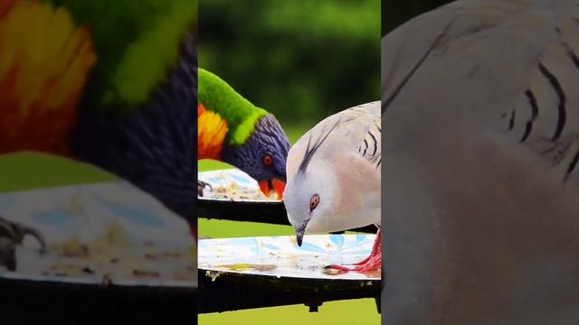 AUSTRALIAN WILDLIFE Birds Feeding #shorts. смотреть онлайн