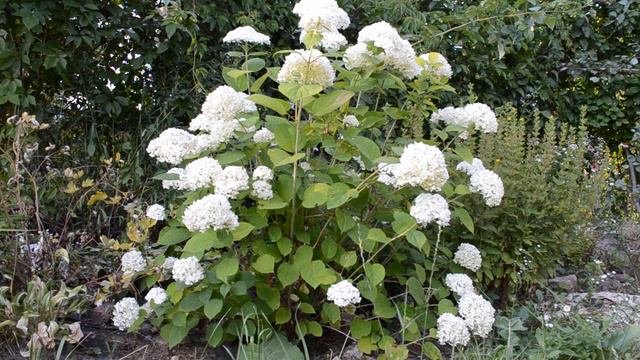 Гортензии в саду / Июль 2021 смотреть онлайн