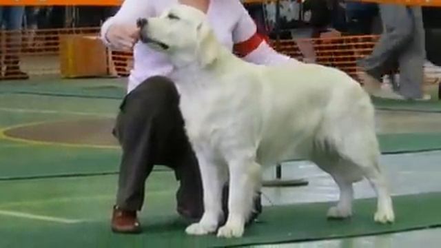 Монопородка Ретриверов. Орёл, 17.02.2013 г. смотреть онлайн