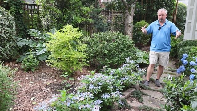 'Bluebird' Mountain Hydrangea - Hydrangea Serrata 'Bluebird'