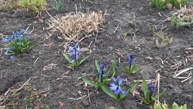 Самые ранние цветы смотреть онлайн