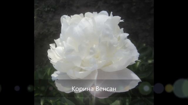 Пионы белые и бело-розовые смотреть онлайн