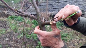 Прививка яблони весной в расщеп