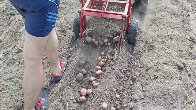 Уборка картофеля мотоблоком и картофелекопалкой 2020 смотреть онлайн