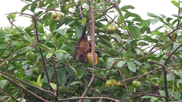 Sri Lanka. летучие лисы 2. смотреть онлайн