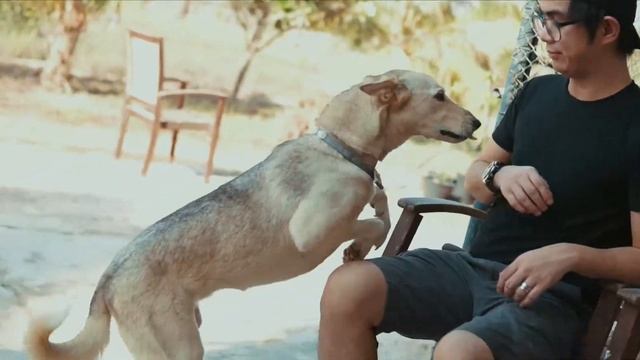 Doggoland Sept 2018 смотреть онлайн