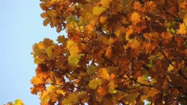 Медитация Спокойное Присутствие смотреть онлайн