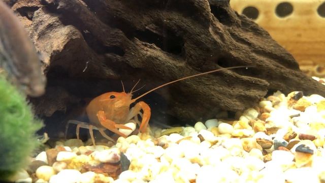 Аквариумный рак смотреть онлайн