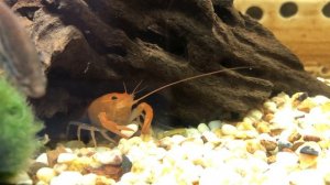 Аквариумный рак