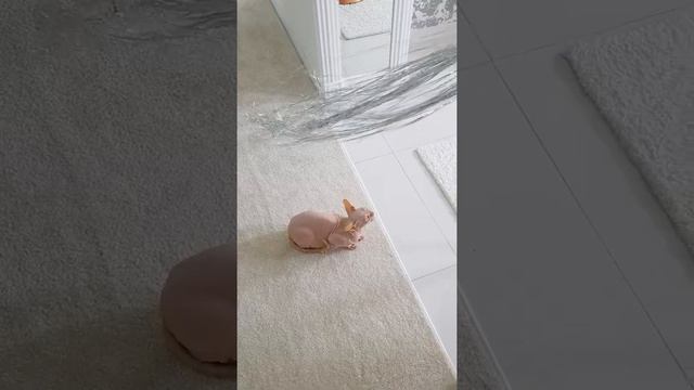 Сфинкс Мася и новогодний "дождик" идея игры смотреть онлайн