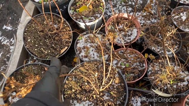 15 ноября. Как сохраняю метельчатые гортензии в горшках смотреть онлайн