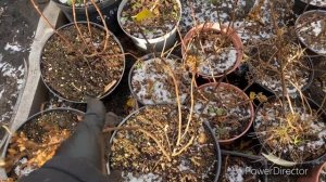 15 ноября. Как сохраняю метельчатые гортензии в горшках