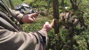 Ель колючая Бансай Лаки Страйк - в Подмосковье