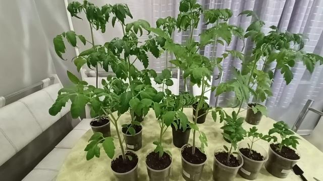 Готовлю рассаду томатов к высадке в теплицу.м-н ДАЧА г.Каменск-Уральский 07.04.2023 смотреть онлайн