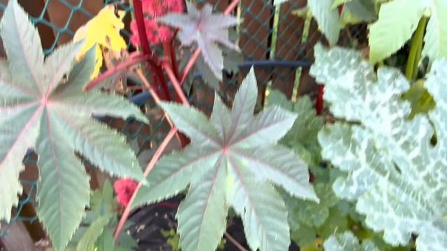 Подробнее о пурпурных розах Остина и о Elodie Gossuin (ошибка!). Новые саженцы. 26 августа 2022 г. смотреть онлайн