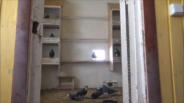 Голуби рыжие 2019 года у Детушева Сергея. смотреть онлайн