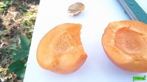 Абрикос Биг Ред, ранний и очень вкусный, Астрахань 2022г.