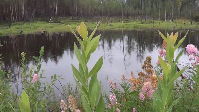 Странствуя с Радугой, о варгане Д.Глазырина Радуга смотреть онлайн