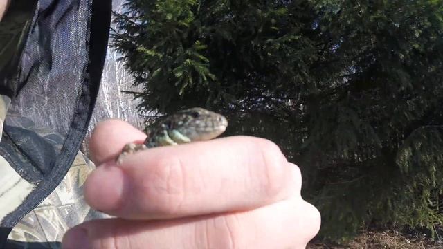 Поймал ящерицу || Наконец то они появились!! смотреть онлайн