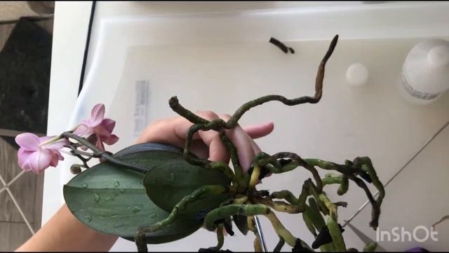 Орхидея Парфюмерная фабрика в земле! Шок ? пересадка и спасение! смотреть онлайн