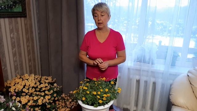 БИДЕНС - ЦВЕТОК без ХЛОПОТ.