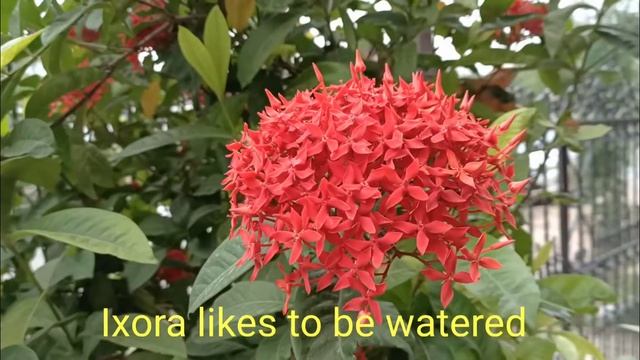Ixora Flowering Plants | Best Growing Ixora Flowers | #ixora_flowers | #ixora | #shrirangnatural