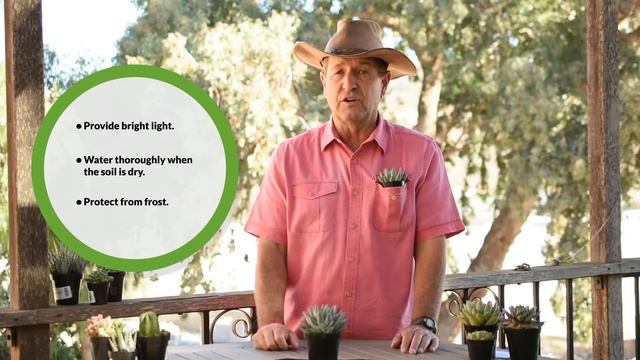 Pachyveria 'Glauca': A little jewel of a succulent смотреть онлайн