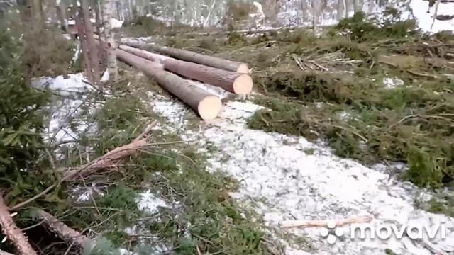 2023. МТЗ-82.1 с лебёдкой, трелёвка леса. Столы для мяса.