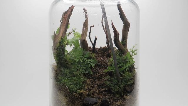 The Enchanted Forest Terrarium смотреть онлайн