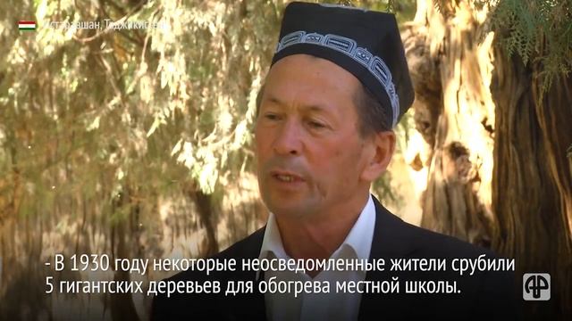 Какую историю хранят самые большие деревья Таджикистана? смотреть онлайн