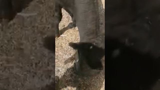 Бык Абердин ангус на откорме смотреть онлайн