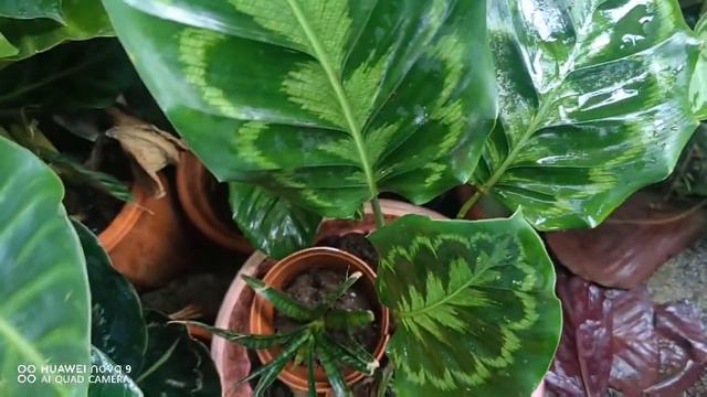 Garden ATTACK : Calathea Collections смотреть онлайн
