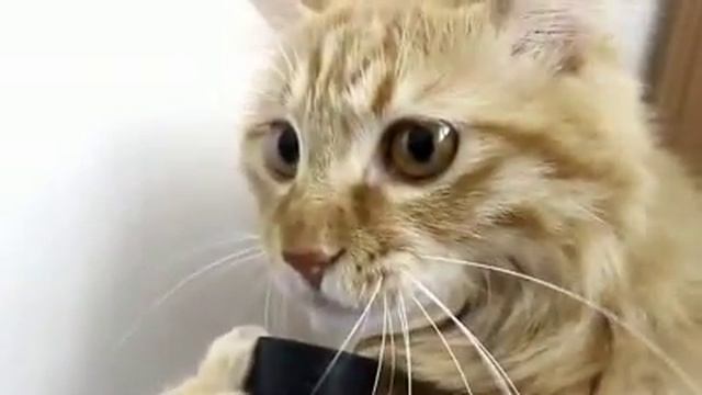 Кот и пылесос \ cat and vacuum cleaner смотреть онлайн