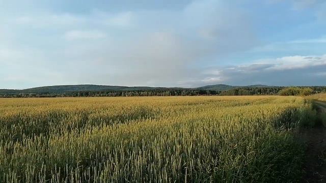 Хлебное поле смотреть онлайн