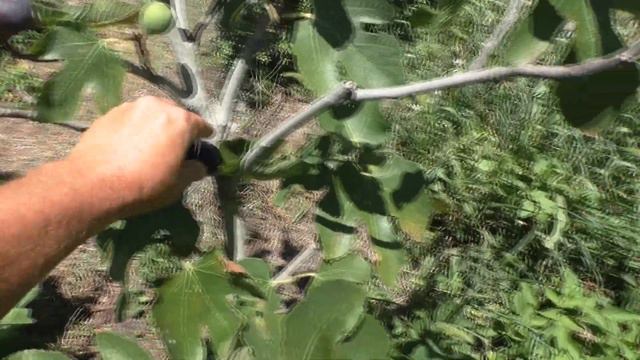 Инжир НБС 15 2 смотреть онлайн