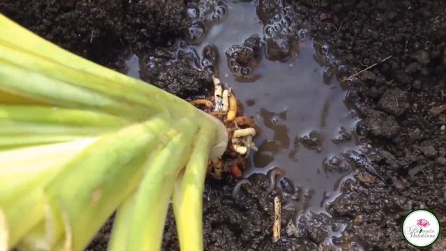 ДЕЛЕНИЕ И ПОСАДКА ЛИЛЕЙНИКОВ смотреть онлайн