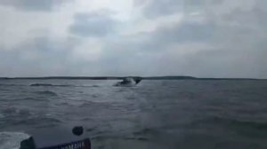 Лодка ПНД 460,  озеро Экостровская Имандра закрытие сезона