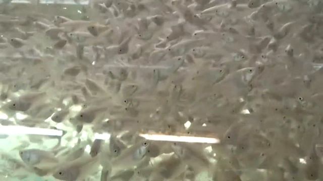 ОТКУДА БЕРУТСЯ АКВАРИУМНЫЕ РЫБКИ??? РЫБОРАЗВОДНЯ. ЧАСТЬ 1. АКВАРИУМНАЯ ФЕРМА. смотреть онлайн