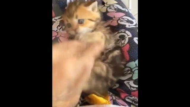 НАШИ ПРИКОЛЬНЫЕ ПУШИСТЫЕ ЖИВОТНЫЕ смотреть онлайн