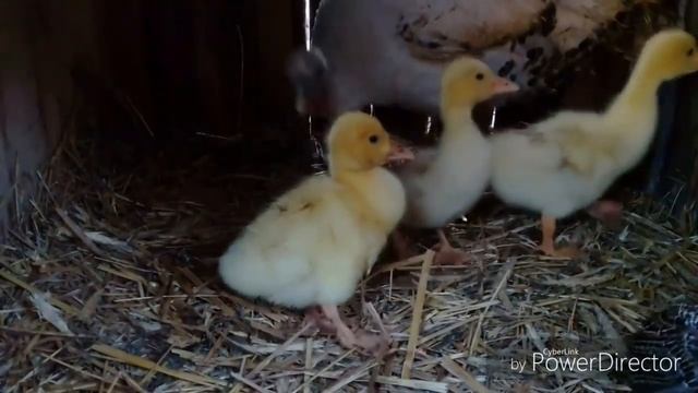 "Лучший РЕЖИМ ИНКУБАЦИИ ГУСИНЫХ яиц. Инкубация гусят + ТАБЛИЦА инкубации для бытового инкубатора" смотреть онлайн