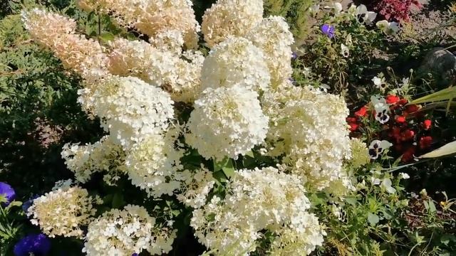 Метельчатые гортензии. Карликовые сорта. Бобо. Литл Спуки смотреть онлайн