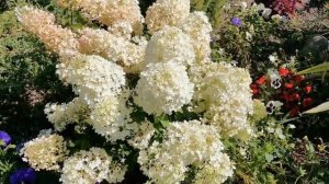 Метельчатые гортензии. Карликовые сорта. Бобо. Литл Спуки