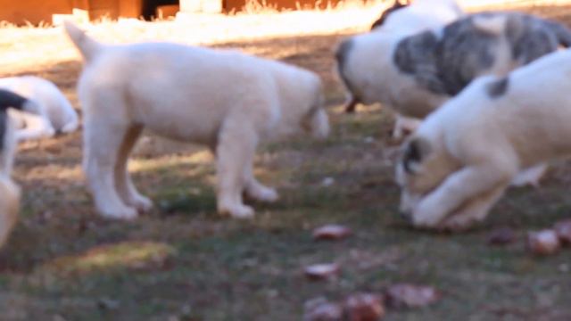 Central Asain shepherd puppys for sale(Alabai)/ Среднеазиатская Oчарка Щенки для продажи (Volkodav) смотреть онлайн