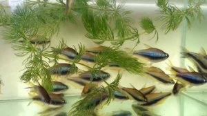 как содержать Тетра пальмира, Tetra, Королевская тетра, Aquarium fish, Zierfische, 觀賞魚, Zuchtfische